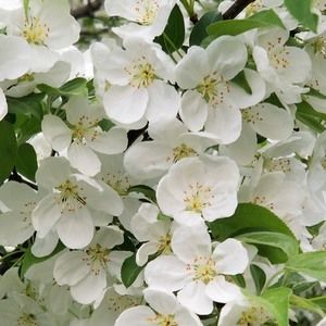 Meet your Posher, Dawn